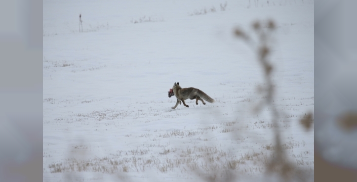 Doğu Anadolu beyaza büründü: Erzurum, Kars, Ardahan ve Ağrı'da kar yağışı hayatı etkiliyor