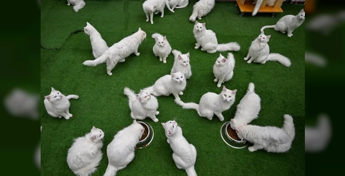 Dünya Kedi Günü: Sevimlilikleriyle Hayvanseverlerin Kalbini Isıtıyorlar!