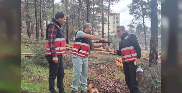 Hatay'daki ağaç kesimleri neden yapılıyor? Tabiatı Koruma Derneği'nden açıklama geldi