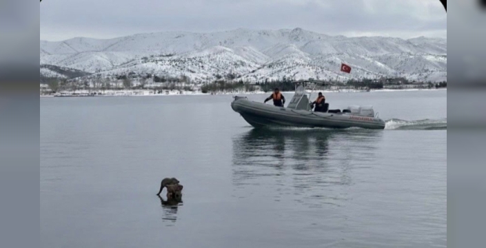 Hazar Gölü'nde nadir görülen su samuru, balık avlarken kameralara yakalandı