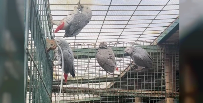 İstanbul Havalimanı'nda şok operasyon: Bavullarda 20 nesli tükenmekte olan papağan çıktı!