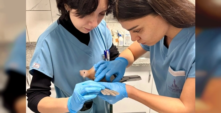 İzmir'de yağmur altında umut veren kurtarma hikayeleri: Yaralı güvercin şifa buldu, hayvanlar elleriyle besleniyor