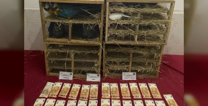 Kaçak hayvan ticaretine 2025'te büyük darbe: 85 bin 342 canlı kurtarıldı