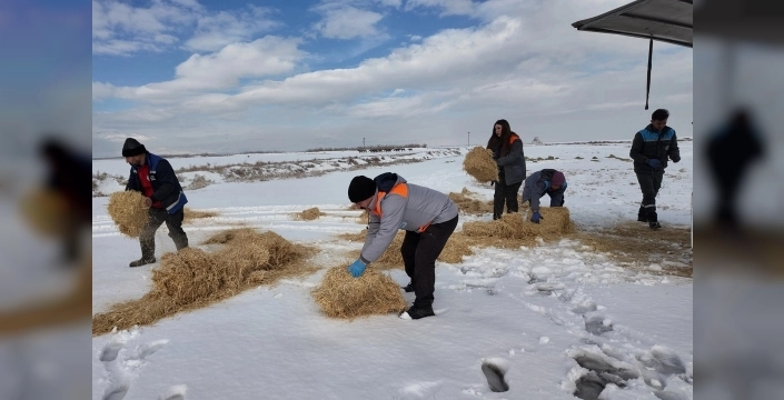 Kayseri Büyükşehir Belediyesi'nden sokak hayvanlarına merhamet eli