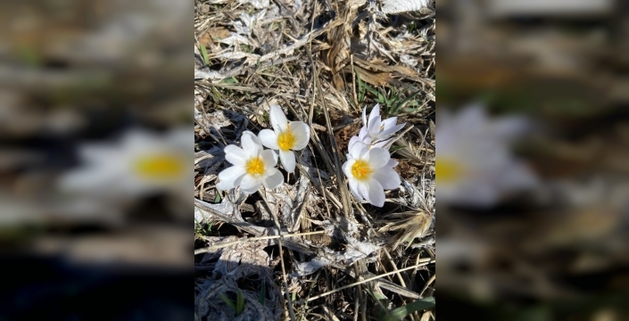 Malatya'da baharın müjdecisi çiğdemler açmaya başladı