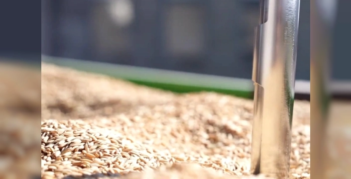 TMO, çeltik alımlarına devam ediyor