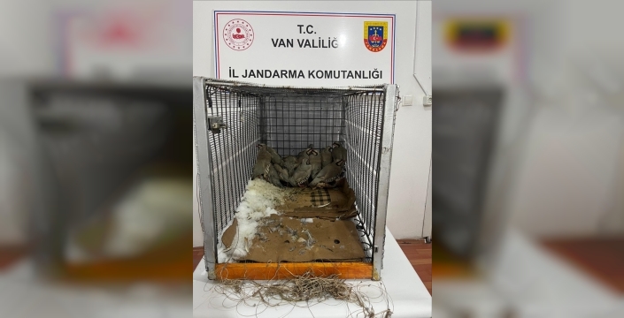 Van'da bahçesinde 14 kınalı keklik yakalanan kişiye 75 bin 303 lira ceza