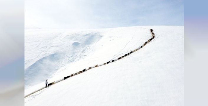 Ağrı'da besicilerin karlı dağlardaki zorlu yolculuğu