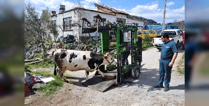 Antalya'da çiftçilere müjde: Büyükşehir'den ücretsiz tırnak bakımı desteği