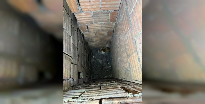 Apartman boşluğuna düşen minik dostu itfaiye kurtardı