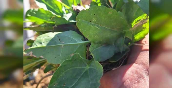 Bahar geldi, ekşi kulak otları tezgahları süslüyor