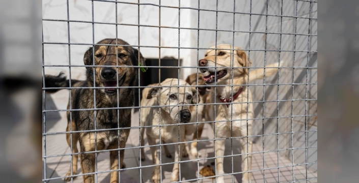Bornova'da sokak hayvanlarına büyük destek geldi