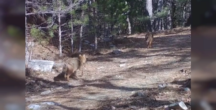 Bursa ormanlarında altın çakallar fotokapana yansıdı