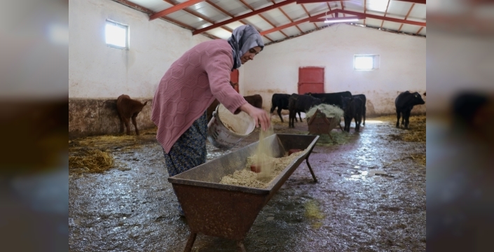 Devlet desteğiyle hayvancılığa atılan kadın çiftçi, 5 ayda hayvan sayısını ikiye katladı