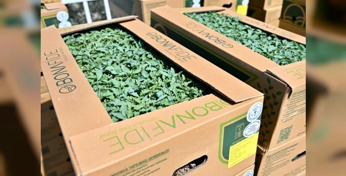 Gördes’te fide desteğiyle üreticinin yüzü güldü