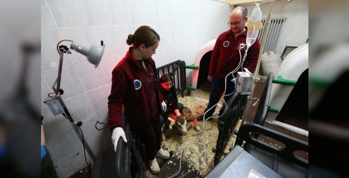 Kafkas Üniversitesinde buzağı ölümlerine çözüm: Ozon tedavisi çalışmaları başlatıldı