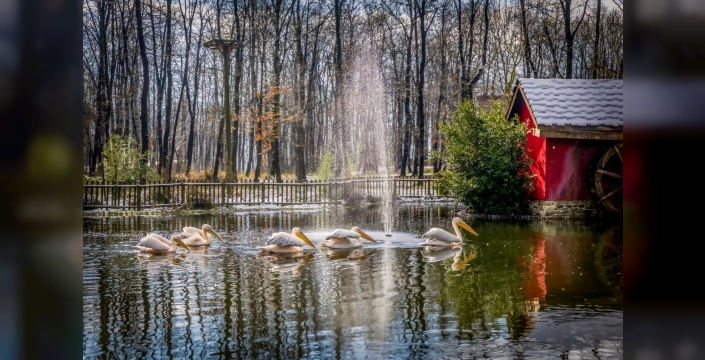Kocaeli'de Ormanya ve Kuzuyayla, Ramazan Bayramı'na hazır