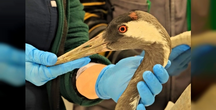 Kocaeli'nde yaralı turna umutla tedavi ediliyor