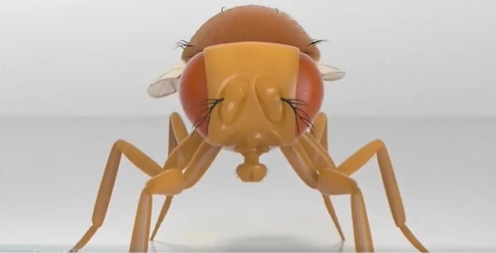 Meyve sineği beyni bilgisayarda canlandı mı? Bilim dünyasında heyecan verici ama tartışmalı gelişme!