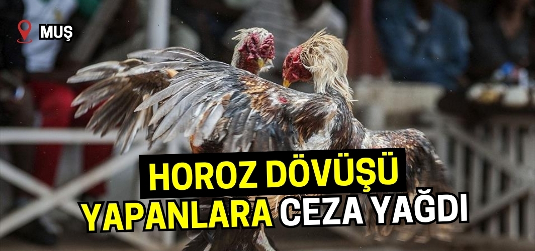 Muş Hasköy'de horoz dövüşü yapanlara ceza yağdı