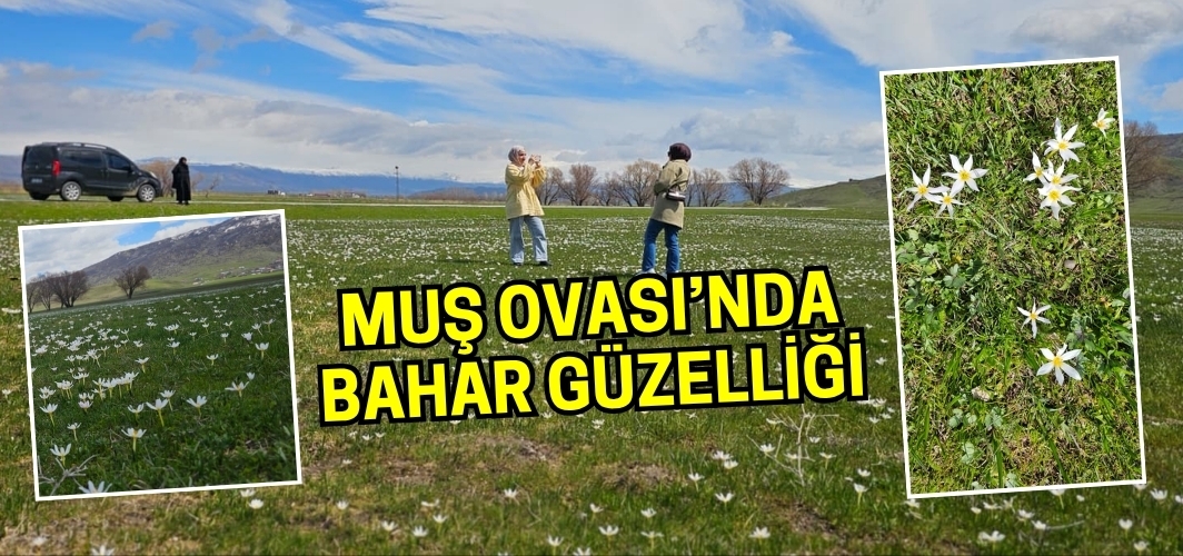 Muş Ovası’nda bahar güzelliği: Çiğdemler ovayı beyaza bürüdü