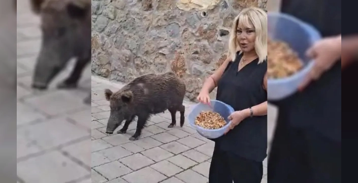 Safiye Soyman'ın ilginç yaban domuzu anısı