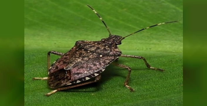 Sakın Göz Ardı Etmeyin: İstanbul'da Tehlikeli Zararlı Görüldü, Hemen İmha Edin!