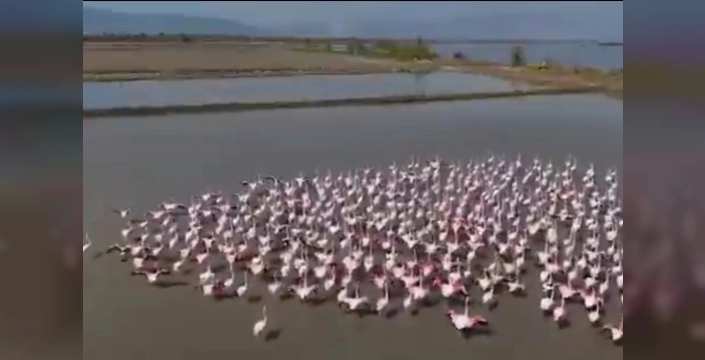 Söke’de flamingolar için doğaya yardım seferberliği başladı