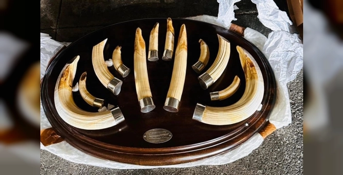 Trabzon'da nefes kesen operasyon: 19 kargo dolusu yaban hayvanı trofesi ele geçirildi!