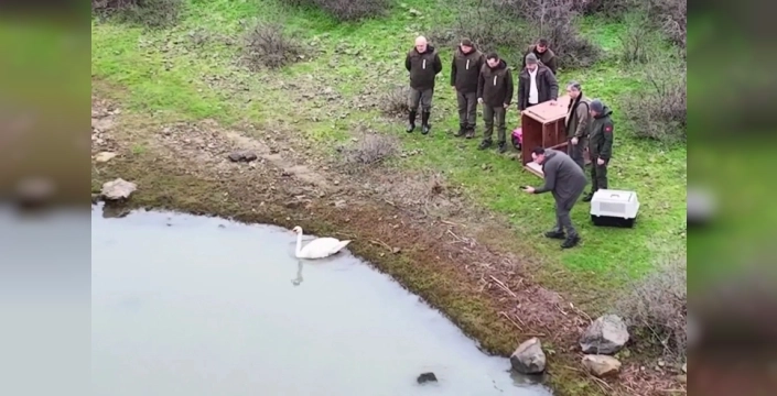 Yorgun düşen kuğu, Ankara'dan Edirne'ye uzanan iyileşme yolculuğuyla yeniden doğada