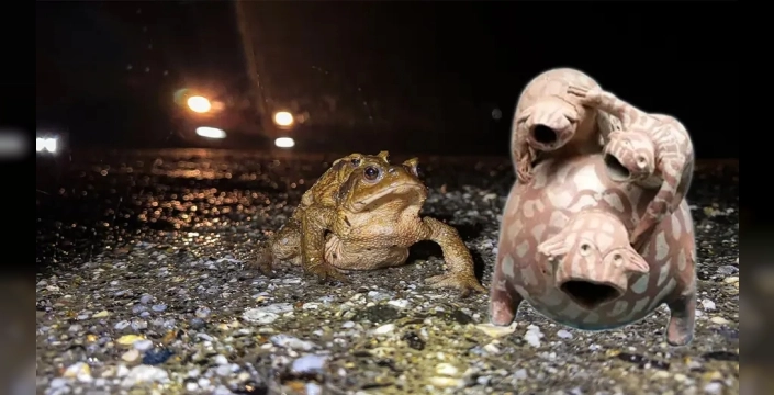 5 bin yıllık göç: Kurbağalar ormandan gölete ilerliyor