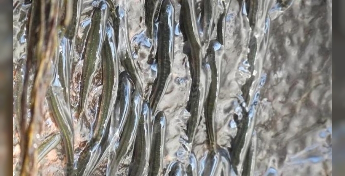 50 metre yüksekliğindeki şelaleye tırmanabilen balık türü keşfedildi