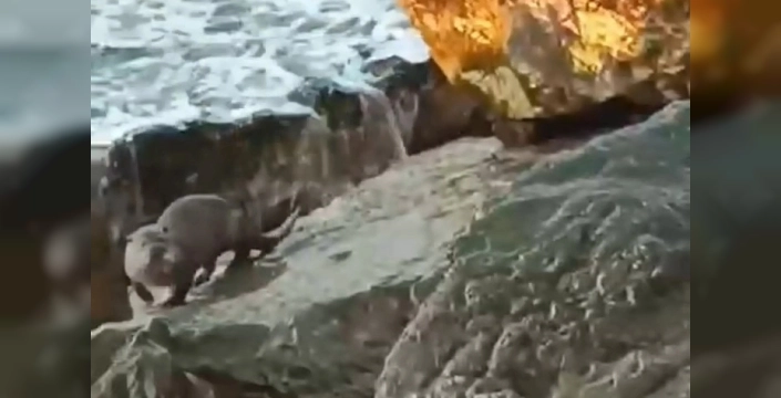 Akçakoca'da Gönüllü Gözlemci Sumrucuk'u Kayıtlara Geçirdi