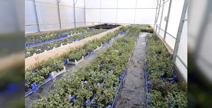 Antalya'da keçiboynuzu üreticilerine müjde: Fidan desteği artıyor