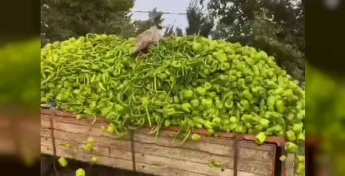 Bakanlıktan biber görüntülerine yalanlama: Eski tarihlidir