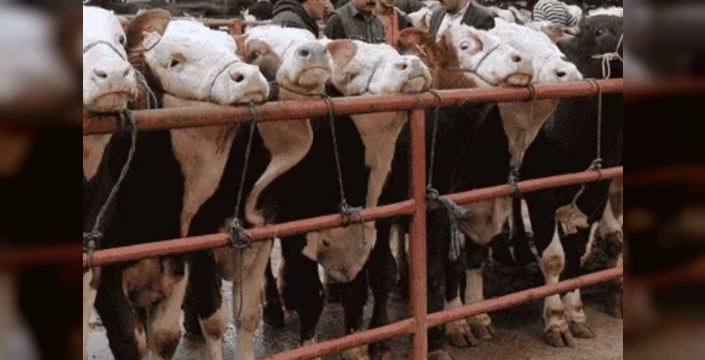 Balıkesir'de şap hastalığı paniği: Gönen hayvan pazarı geçici olarak kapatıldı