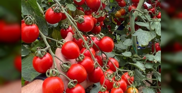 Balıkesir'deki zincir markette şaşırtan domates vurgunu: Fahiş fiyat denetimi!