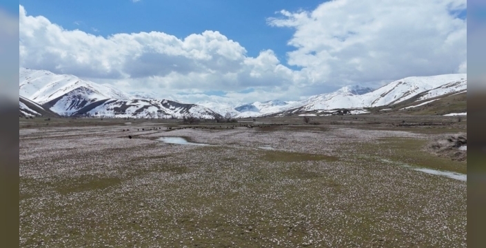 Bitlis'te çiğdemler baharın gelişini müjdeliyor