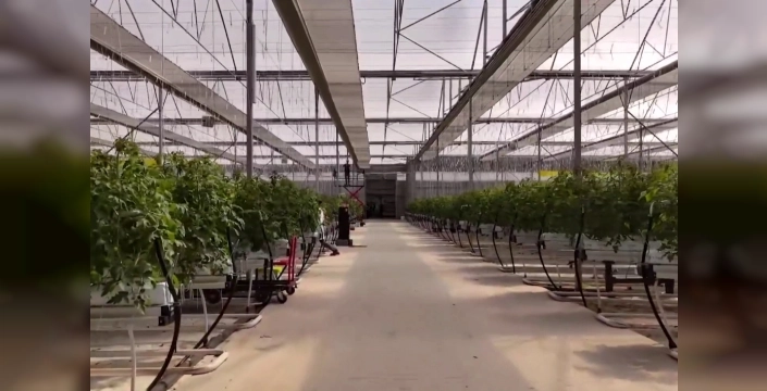 Çaycuma Sera OTB'de üretim süreci resmen başladı