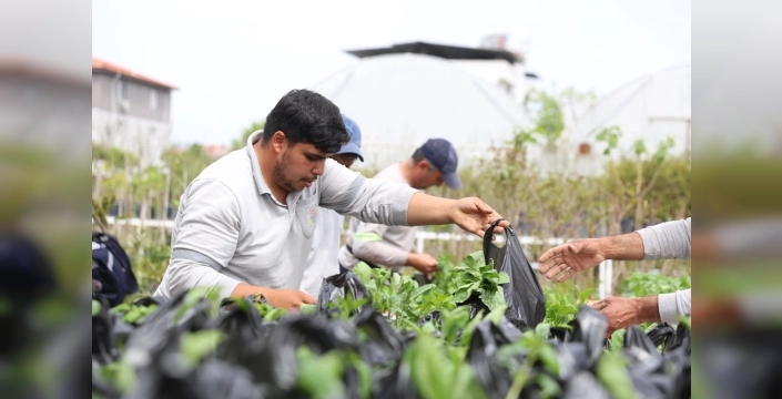 Dalaman'da Toprağa Can Veren Proje: Üreticilere 20 Bin Fide Ücretsiz Dağıtıldı