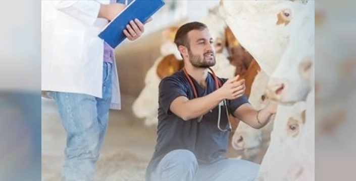 Denizli'de küçükbaş üreticilere müjde: Ücretsiz veterinerlik hizmeti yeniden başlıyor