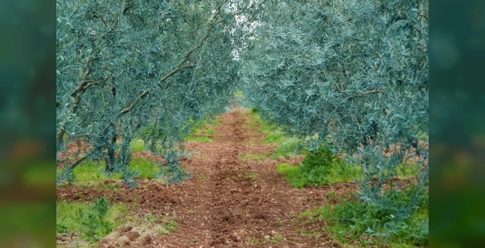 Dorlion zeytinyağı, Eskişehir'in gururu oldu: Uluslararası ödüllerle taçlandı!