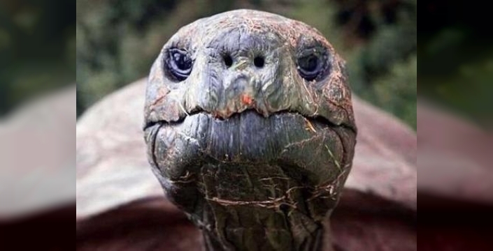 Dünyanın en yaşlı kaplumbağası ölmedi, meğer kripto dolandırıcılarının tuzağıymış!