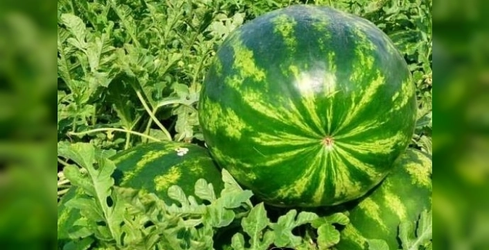 Edirne'de karpuz üreticilerine devletten yarısı bizden desteği!