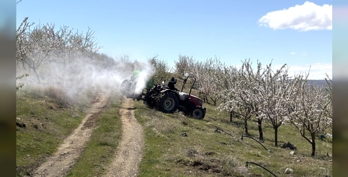 Elazığ'da badem ağaçlarında çiçek yoğunluğu, yüksek rekolte umutlarını artırdı