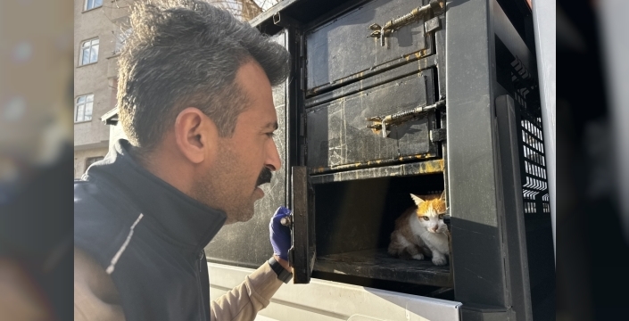 Elazığ'da yaralı kediye şifa eli uzandı, sağlığına kavuştu