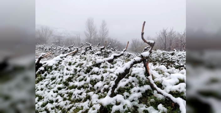 Erzincan'ın Üzümlü ilçesinde bahar sürprizi: Kar yağışı üzüm bağlarını ve çiçek açan ağaçları beyaza bürüdü
