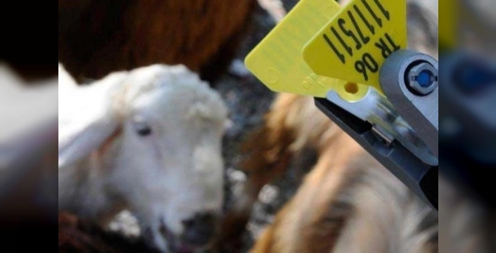 Evcil hayvan sahiplerini ilgilendiren kritik değişiklik: Aşı ve küpe ücretlerinde yeni dönem başlıyor