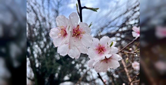 Hizan'da badem ağaçları baharı müjdeledi
