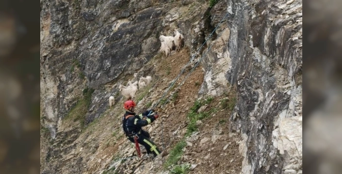 İtfaiyeden Sadece Yangın Değil, Hayvan Kurtarma Operasyonu: 15 Keçi Dağdan İndirildi!